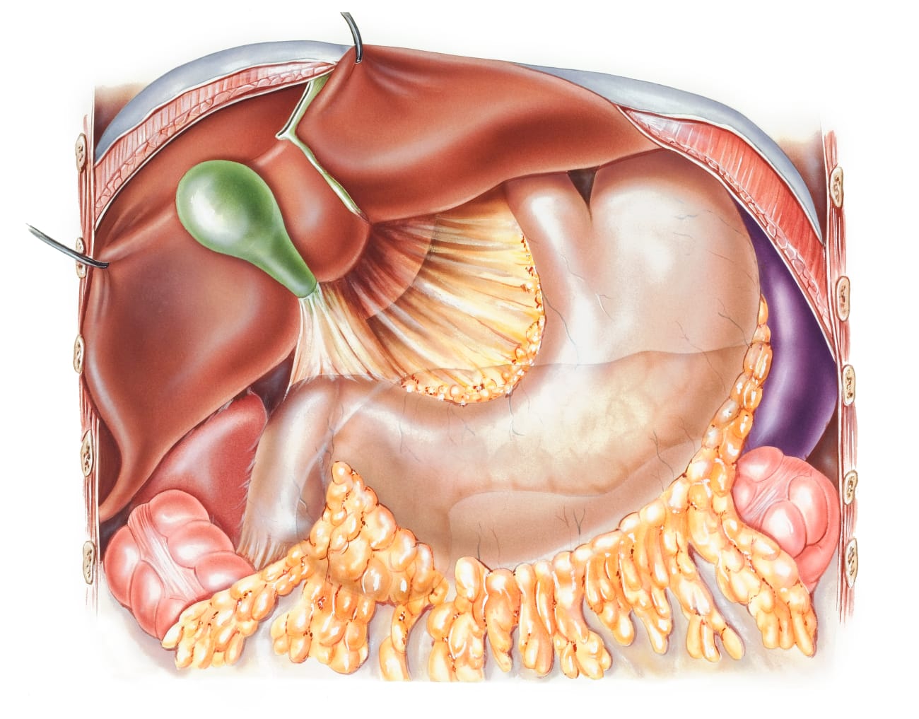 BMED_PANCREAS_STOMACH