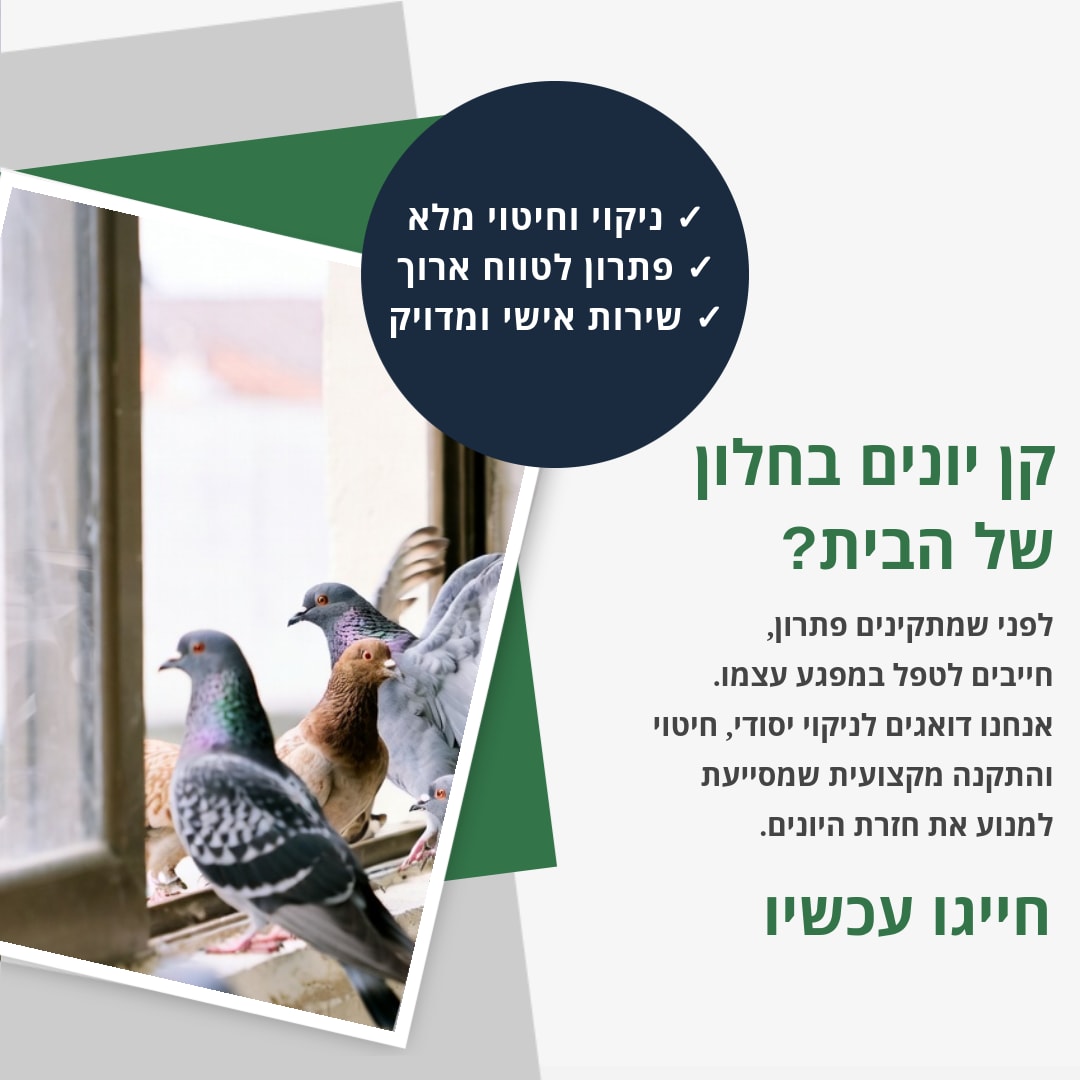 קן יונים בחלון של הבית?  -   כאן בשבילכם.