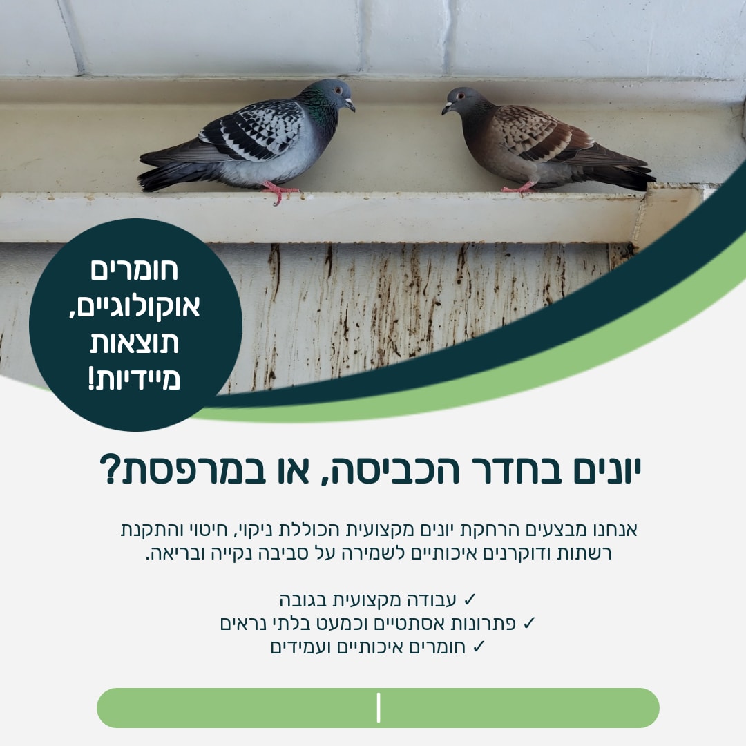 יונים בחדר הכביסה, או במרפסת?  - פנו ל