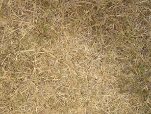 Brown Grass brown grass