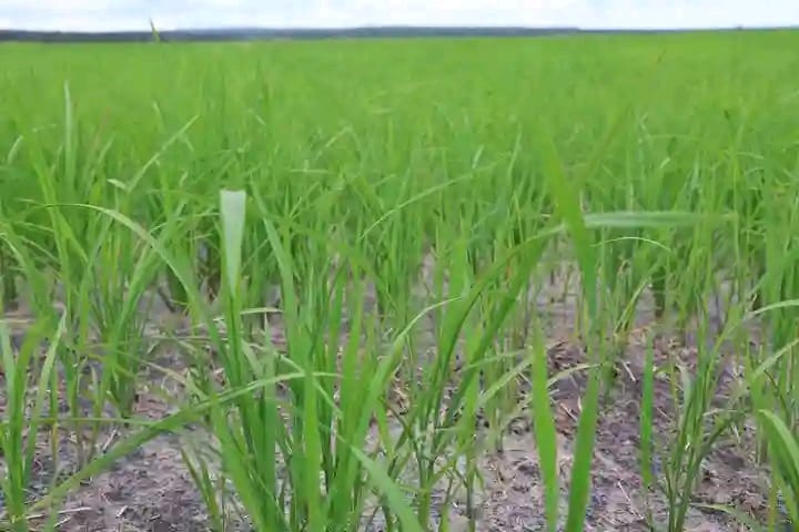 Cuando Cubango prevê cultivar mais duas mil toneladas de arroz 