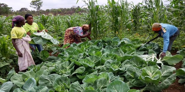 Agricultores recebem imputs do Governo