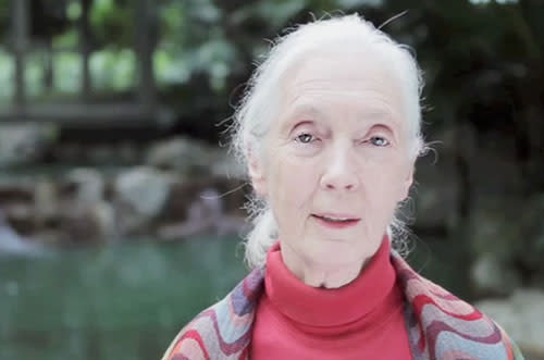 Dame Jane Goodall DBE lends her voice to help the bears