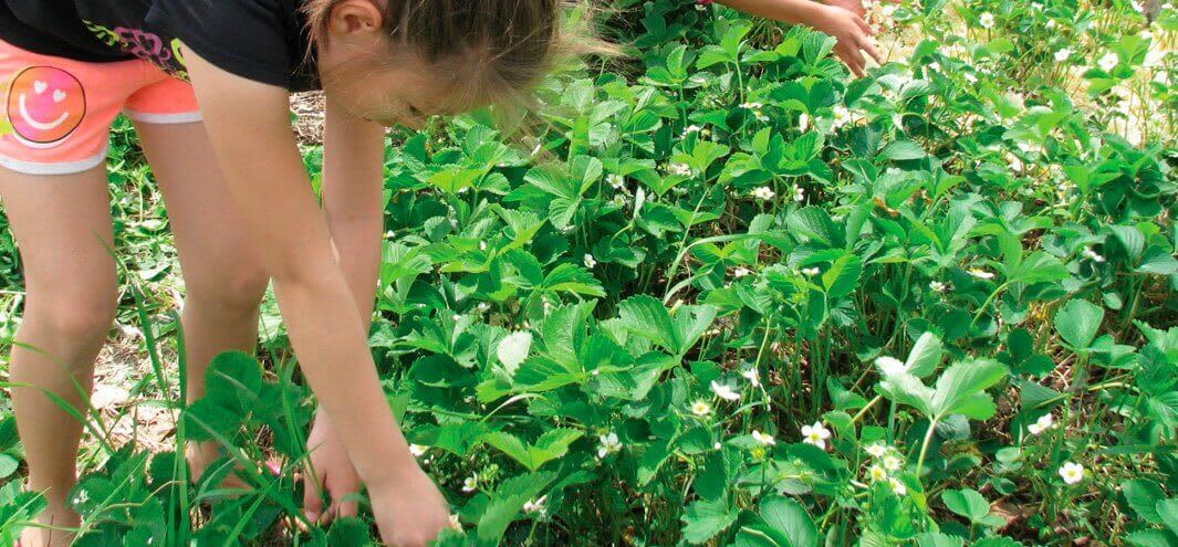First nations girl working in a school garden