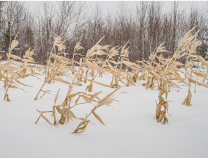 Wheat trying to grow in snow
