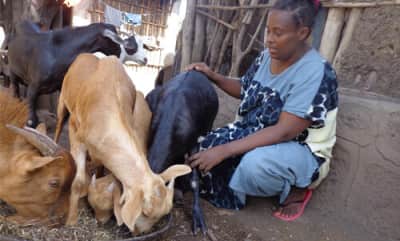 buy a goat - Woinshet feeding her goats