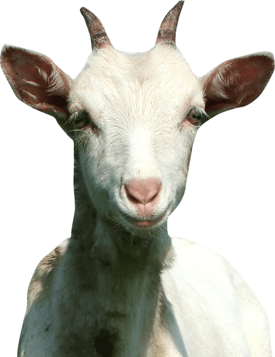 buy a goat