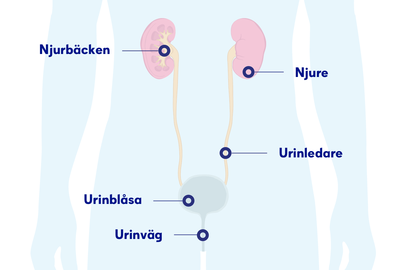 Illustration av njurbäckenet