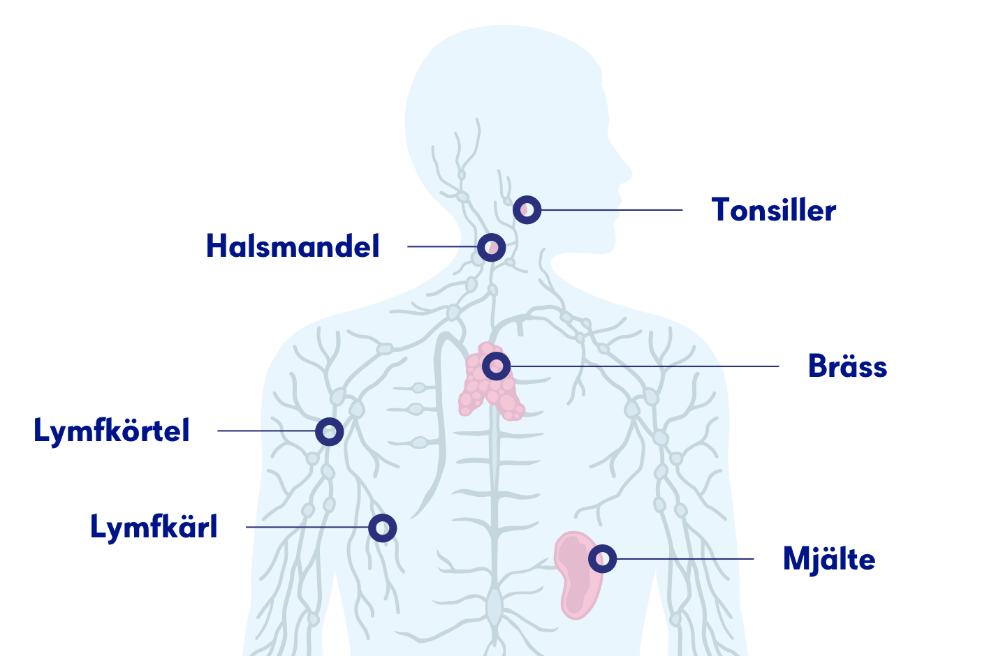 Illustration av lymfsystemet