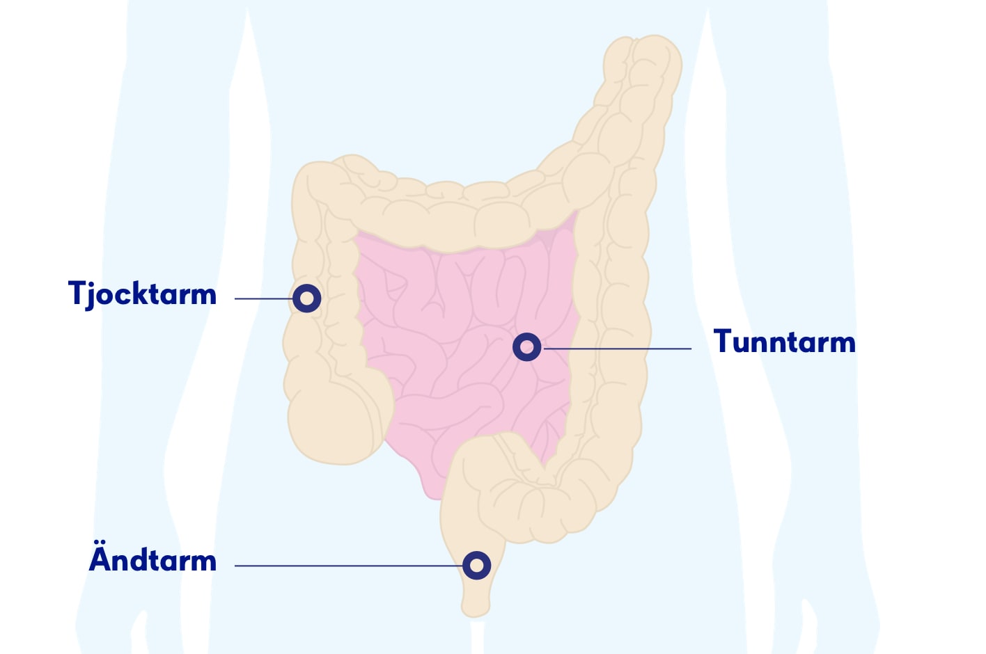 Illustration av bålen med tunntarm, tjocktarm och ändtarm