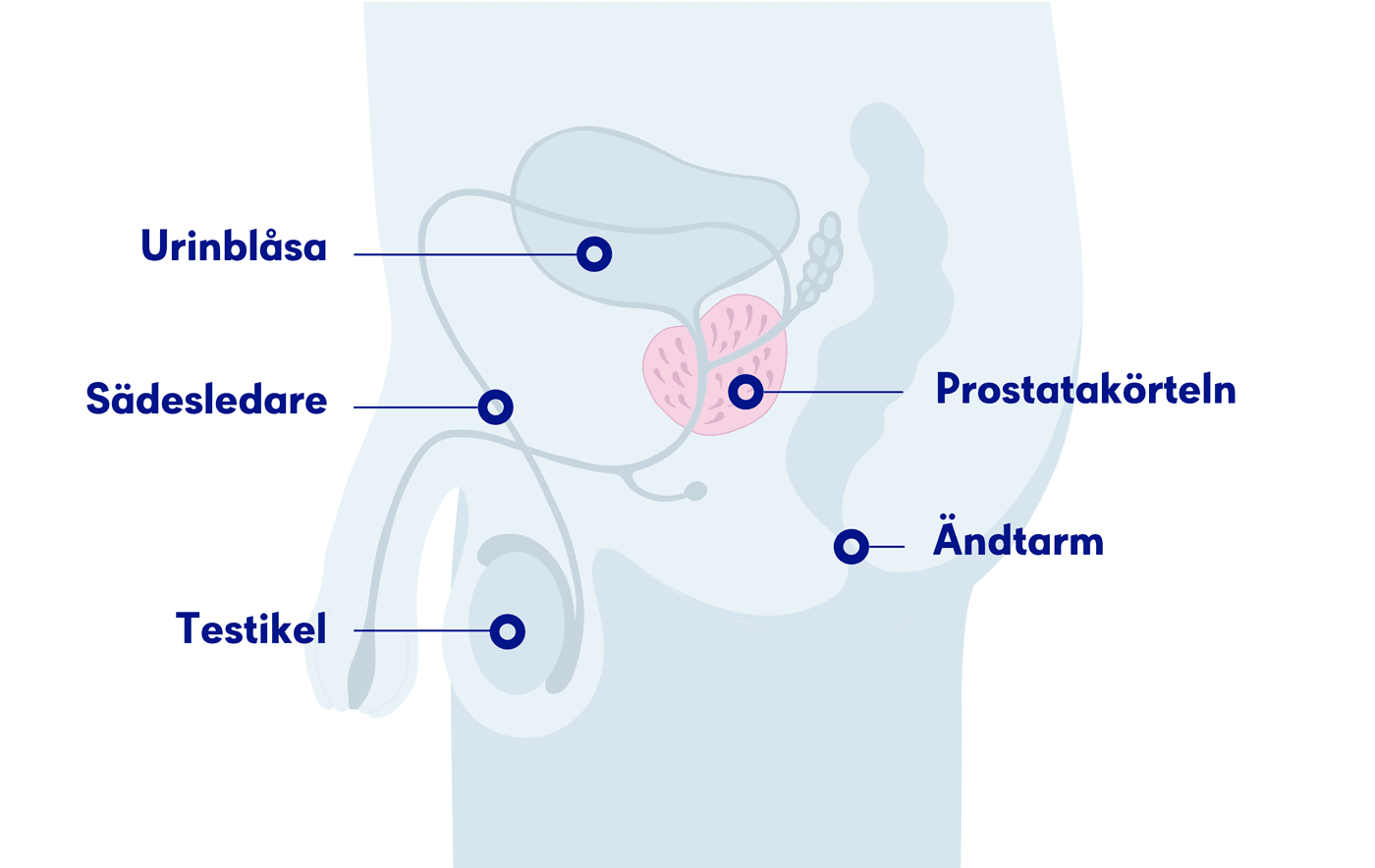 Illustration av prostatan