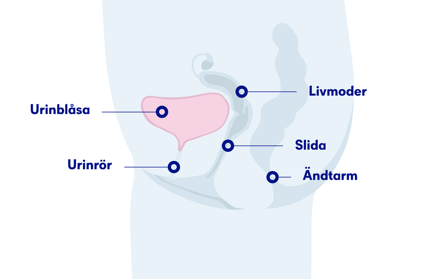 Illustration urinblåsa kvinna