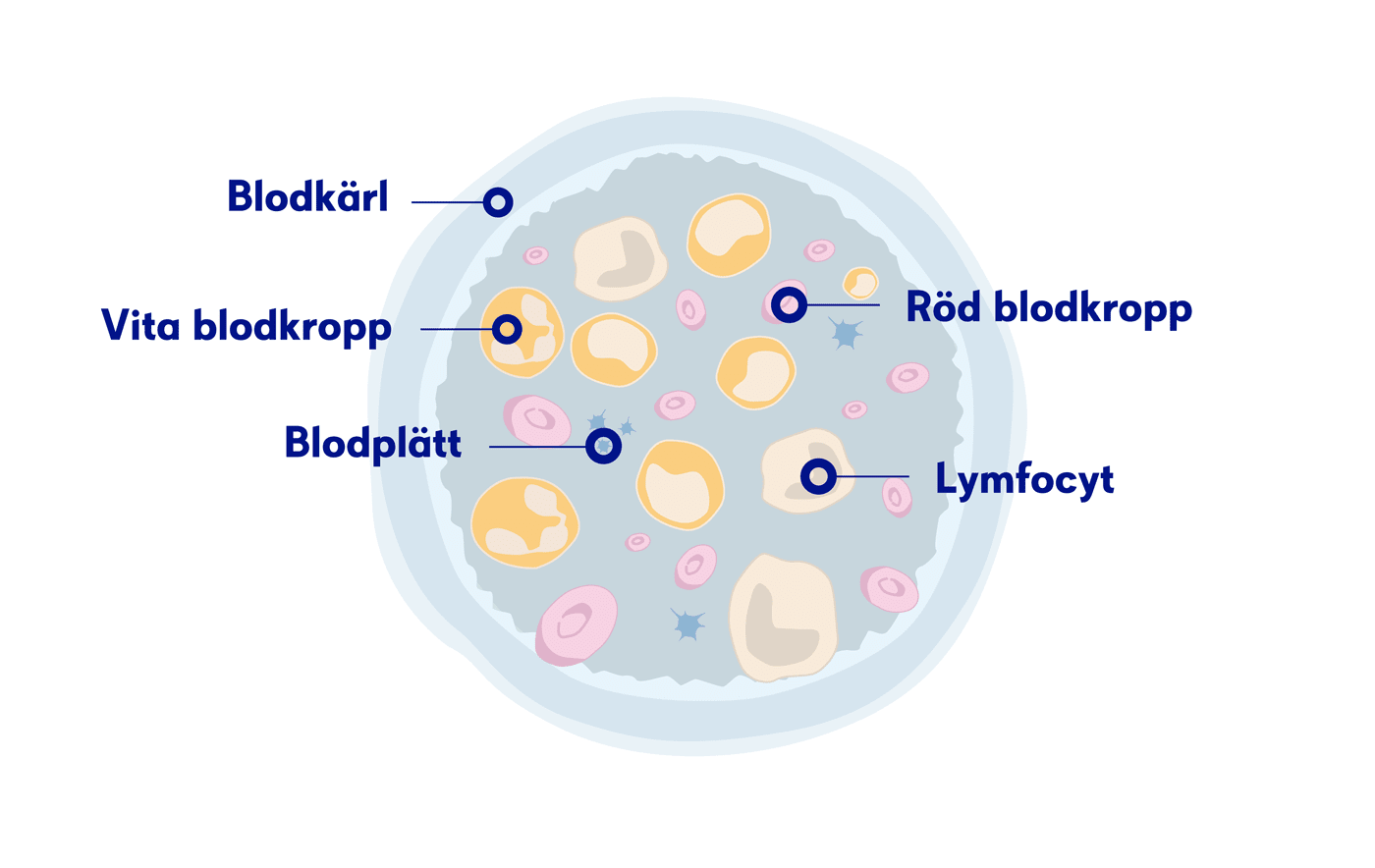 Illustration lymfocyter i blodet