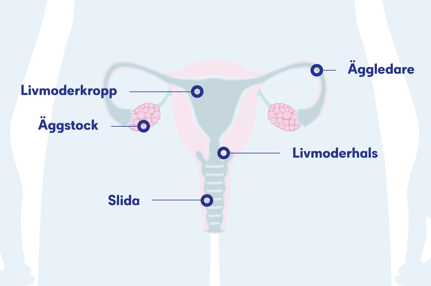 Illustration äggstockarna, äggstockscancer