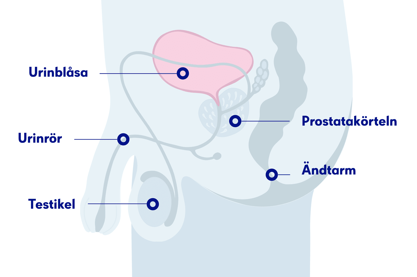 Illustration urinblåsa man