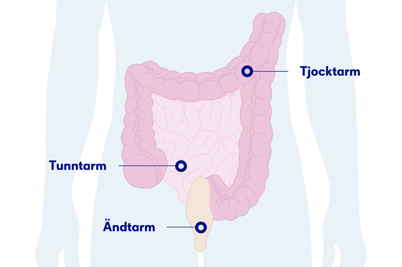 Illustration av bålen med tunntarm, tjocktarm och ändtarm