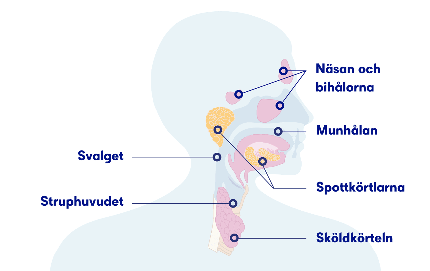 Illustration cancer i struphuvudet