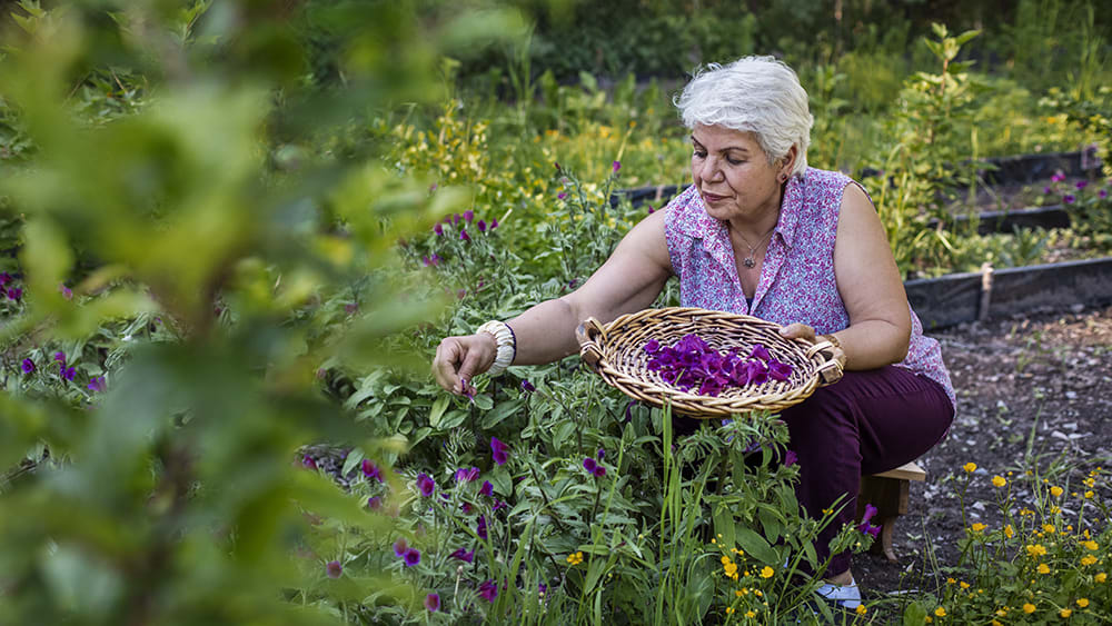 Mali Moradi plockar rosenblad