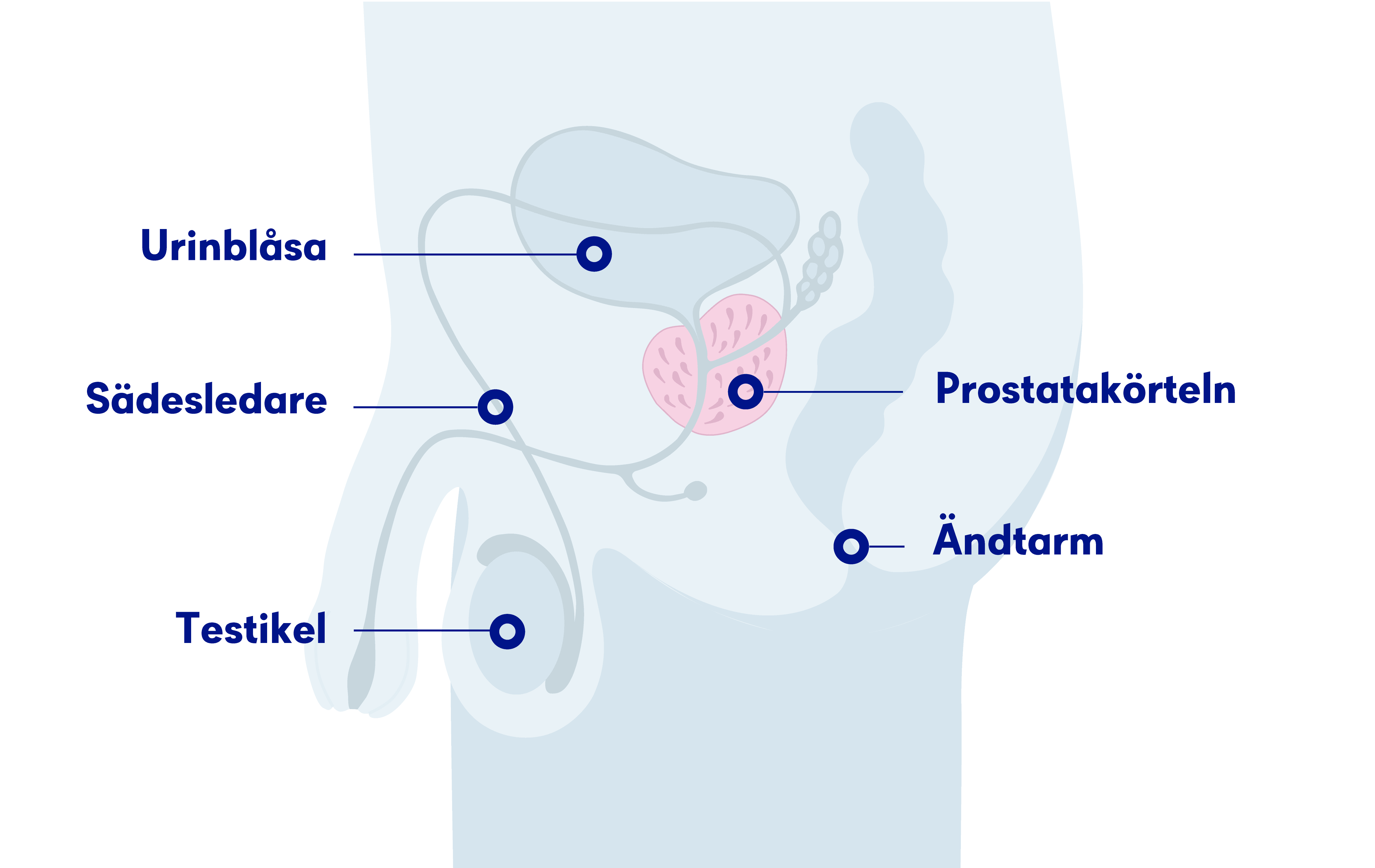 Illustration av prostatan