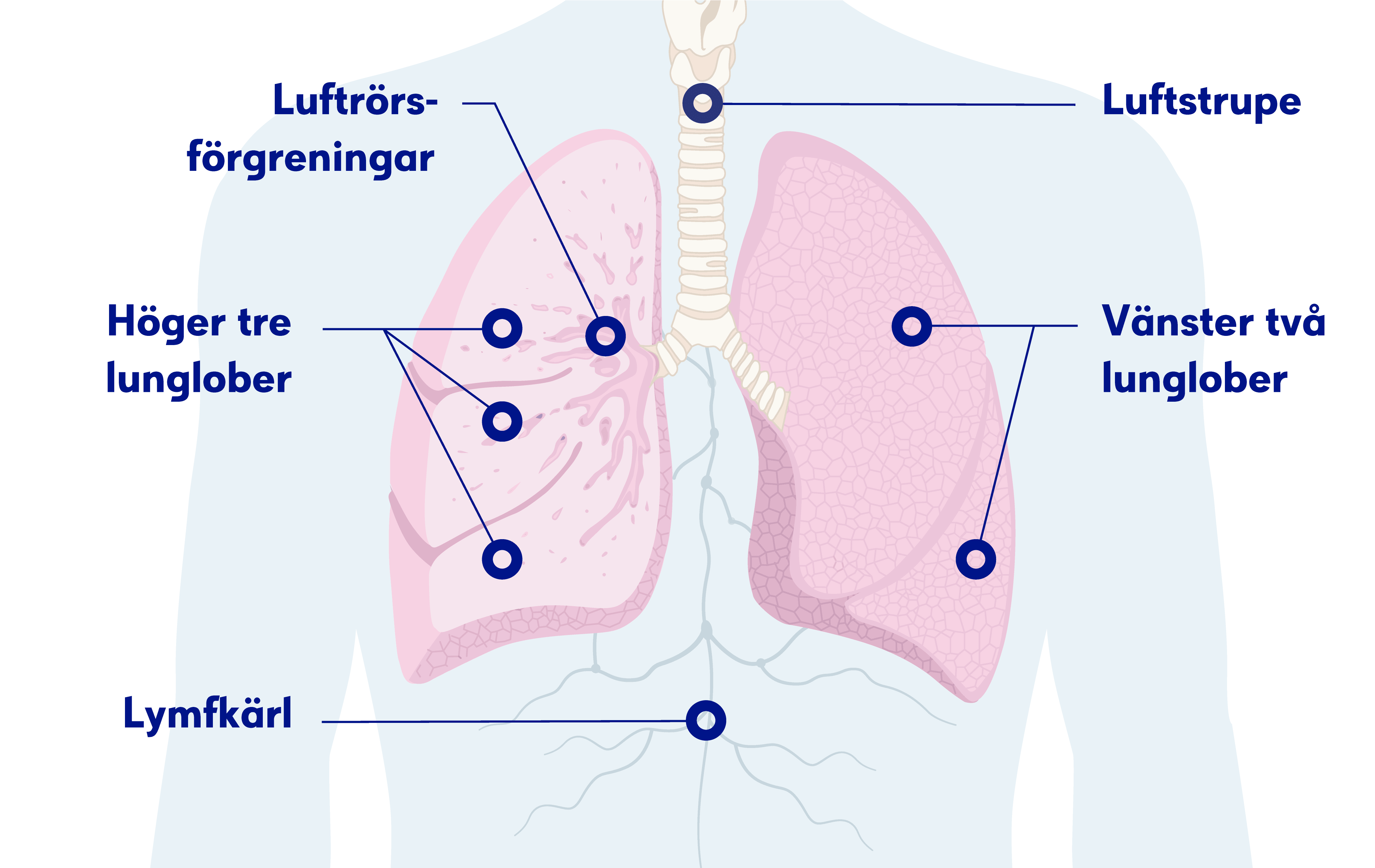 Illustration av lungorna 