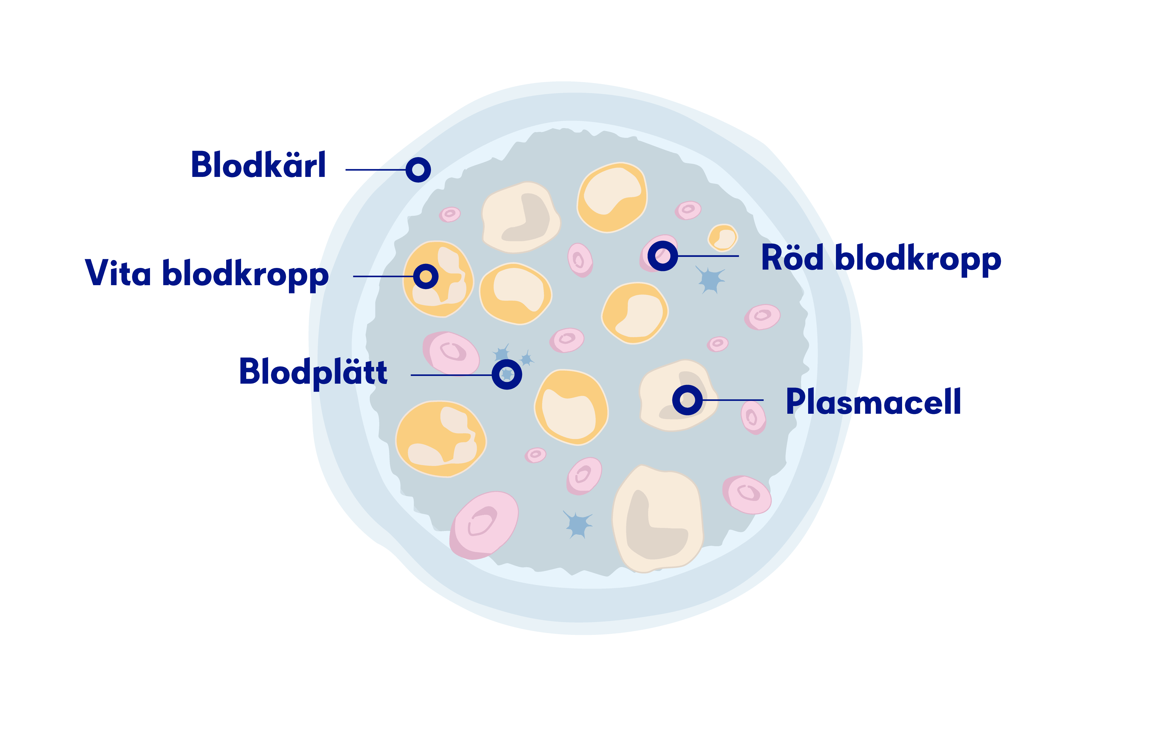 Illustration plasmaceller i benmärgen