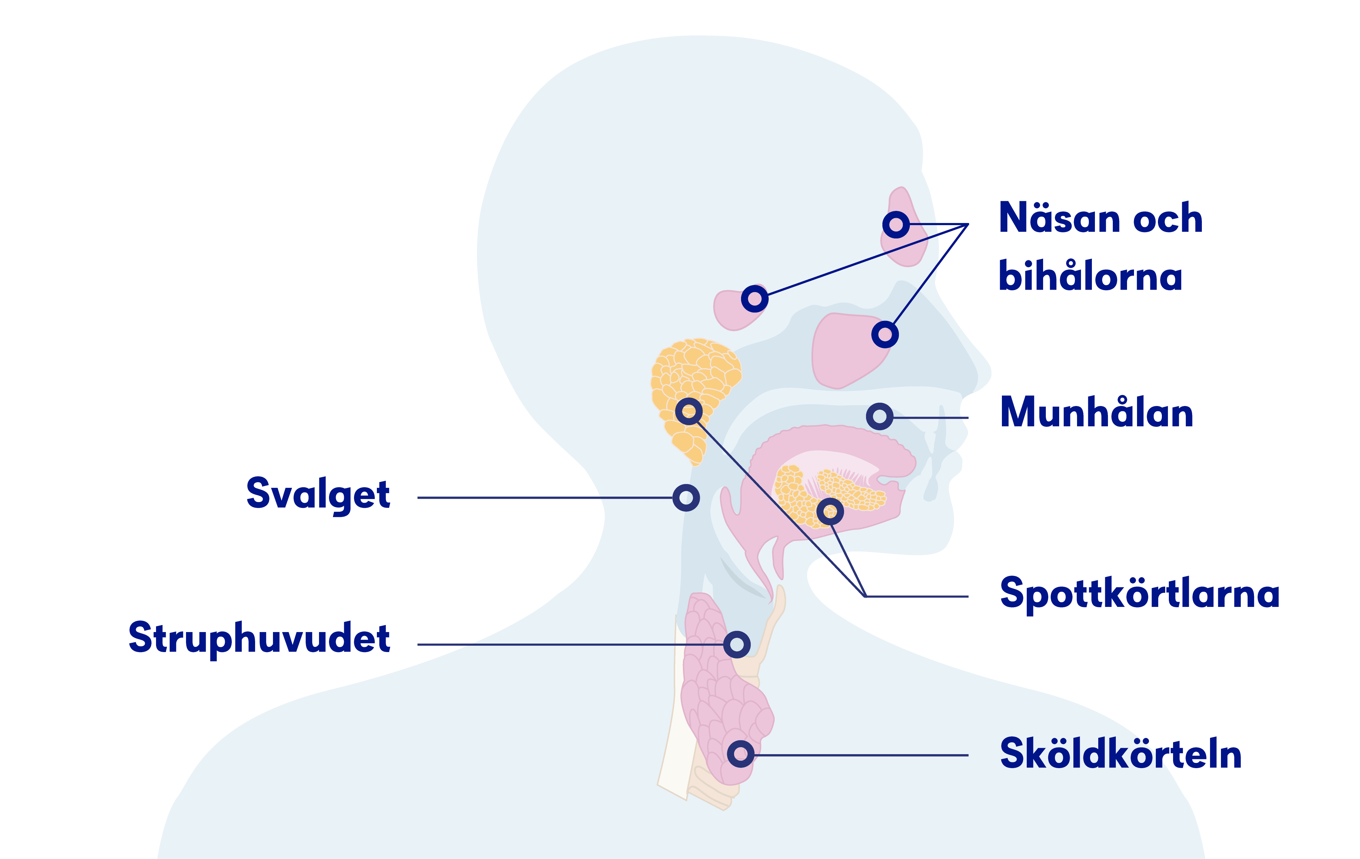 Illustration näsan och bihålorna