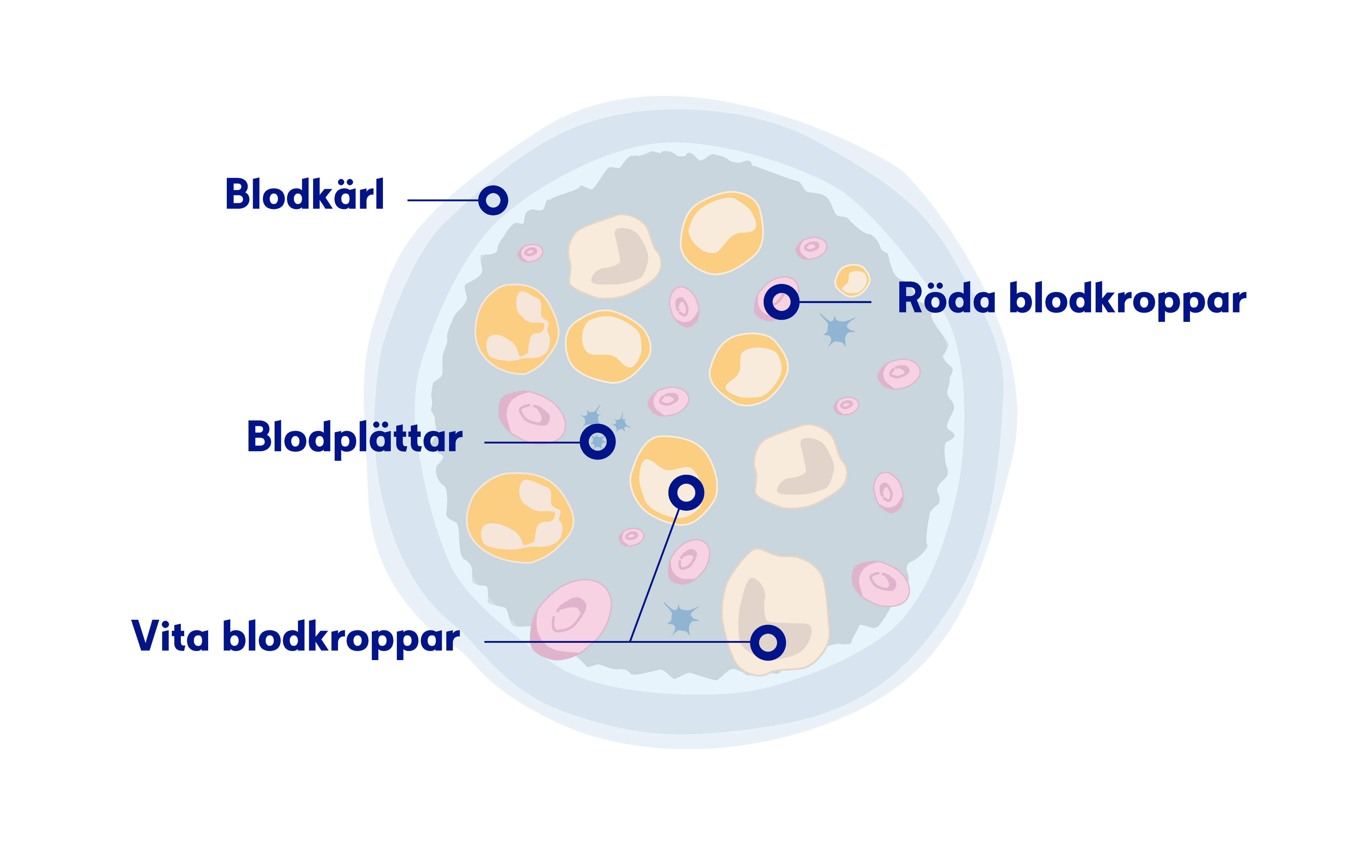 Illustration olika blodkroppar
