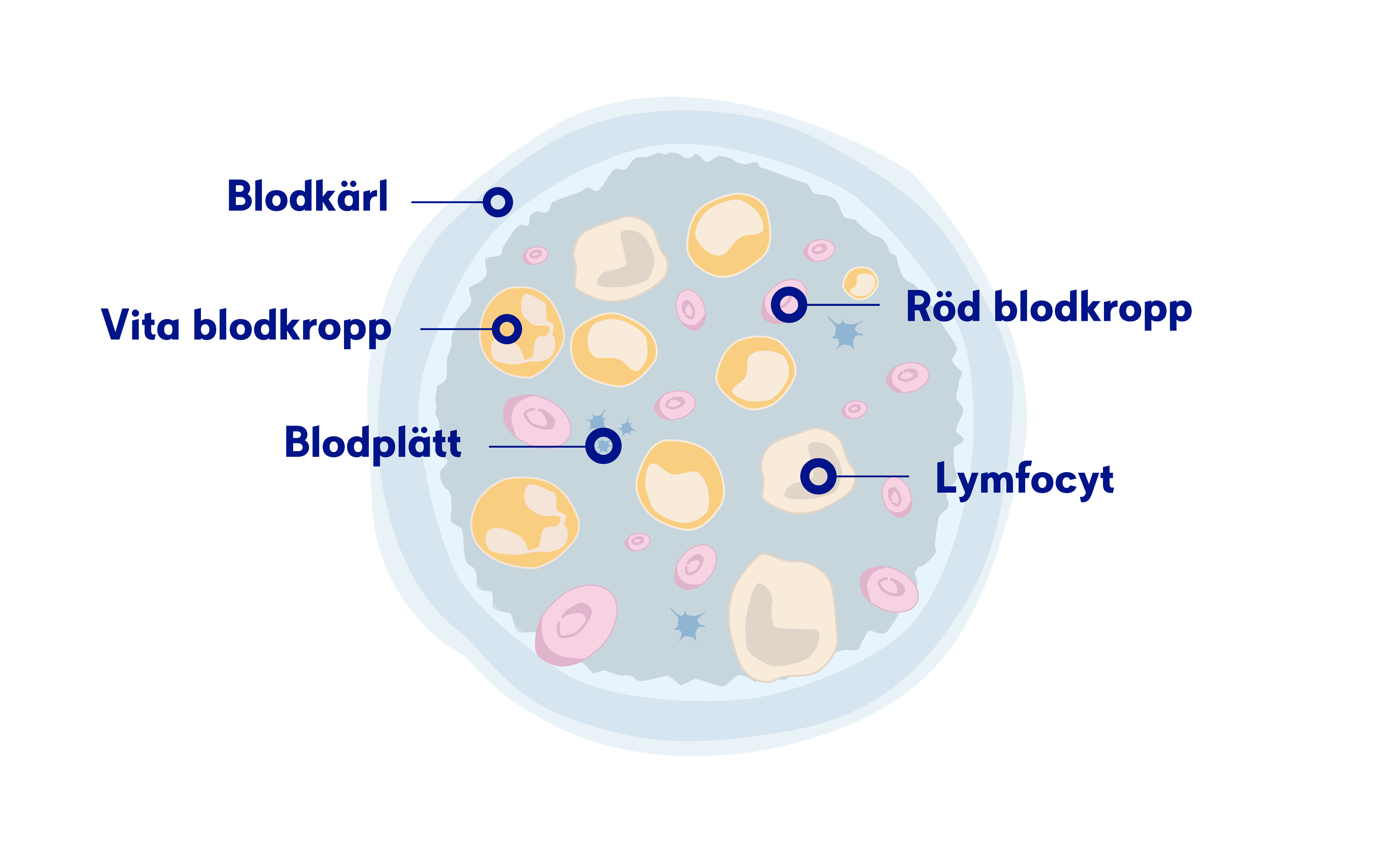 Illustration av blodet och blodkroppar
