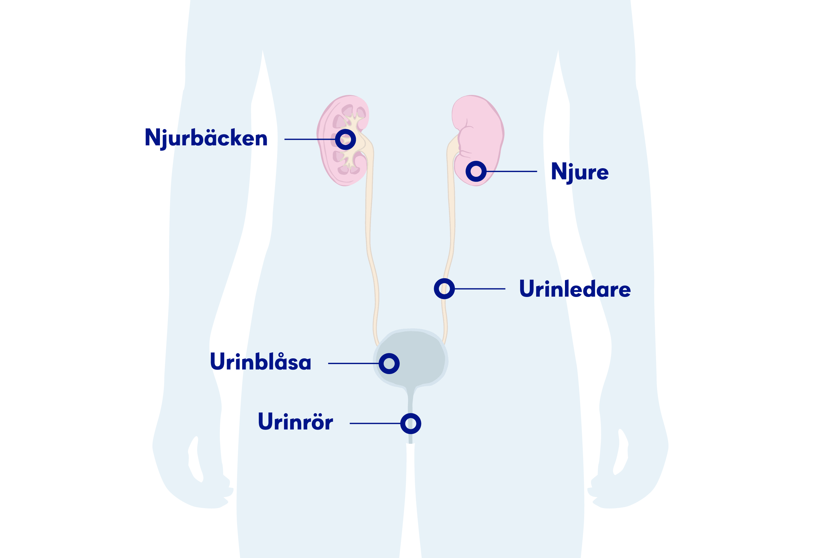 Illustration av njuren