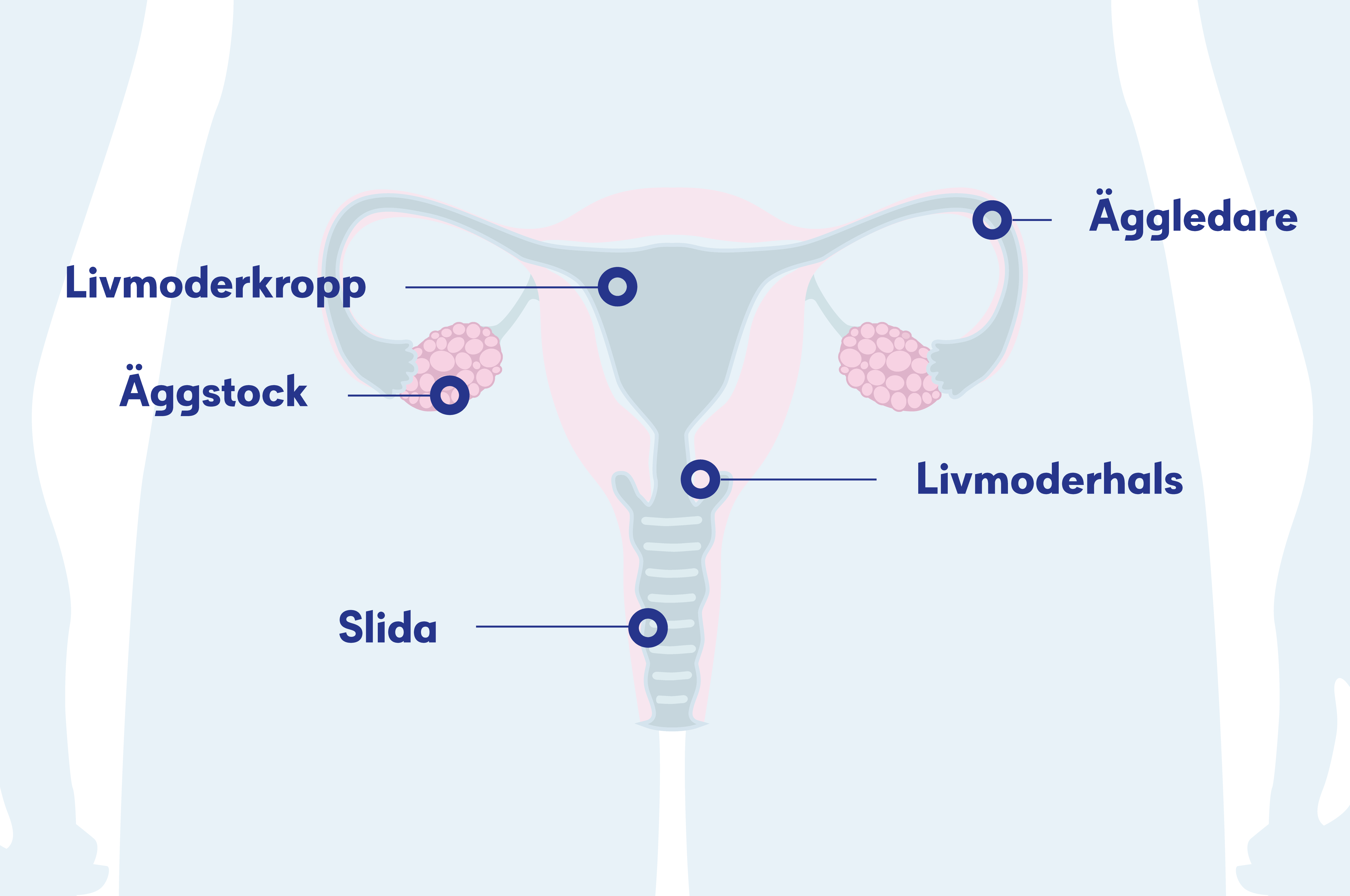 Illustration av äggstockarna