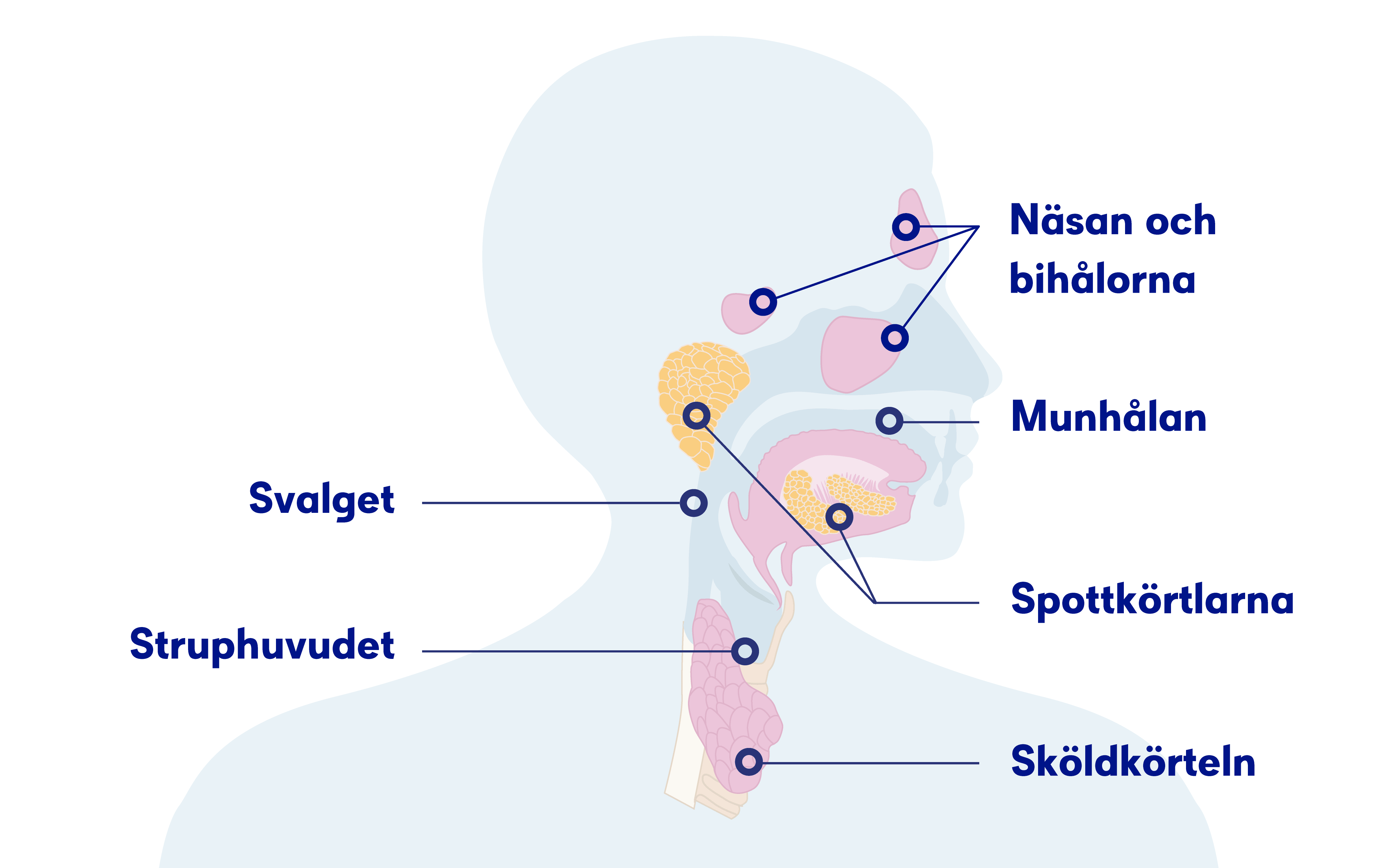 Illustration av huvud, hals och svalg