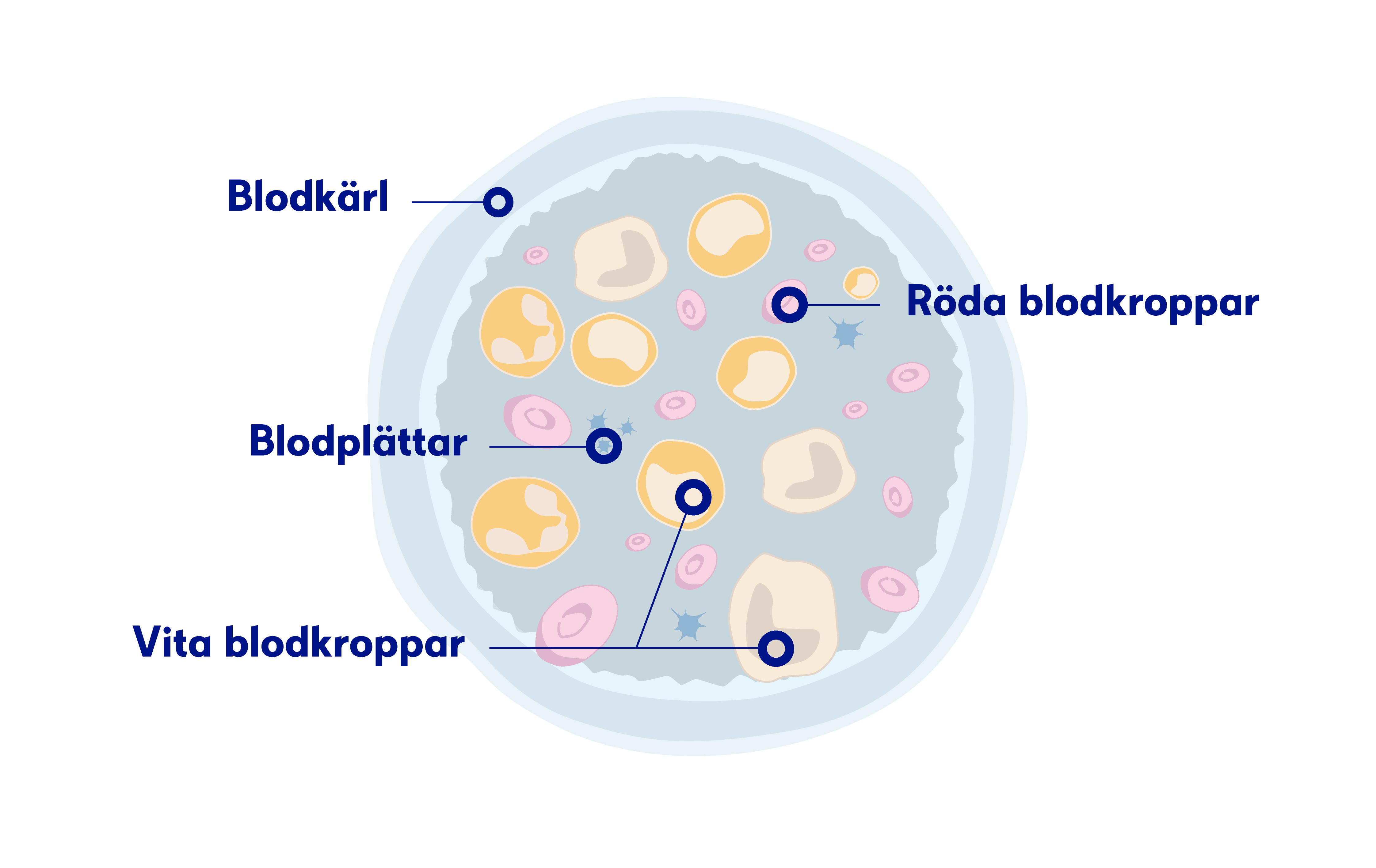 Illustration av blodet och blodkroppar