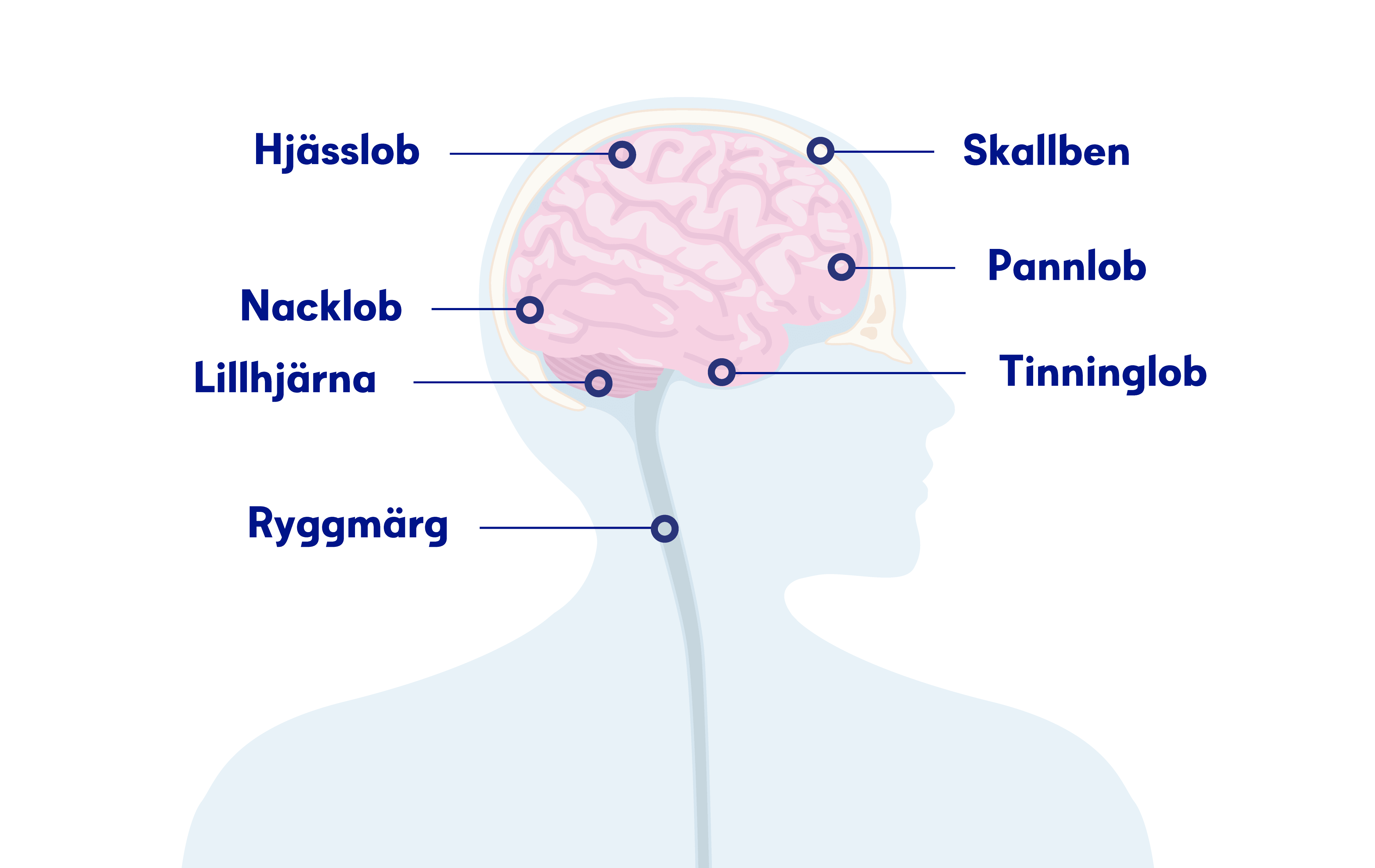 Illustration av hjärnan