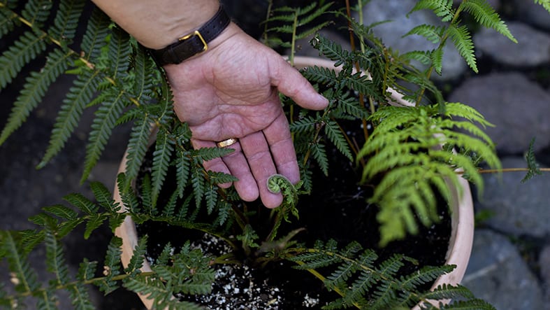 Närbild på hand som håller blad av ormbunke