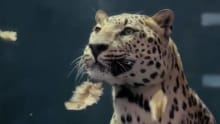 Mercedes hits back at Jaguar spoof Mercedes hits back at Jaguar spoof