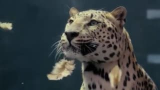 Jaguar takes a bite of Mercedes car ad | video