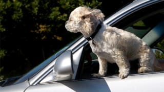 Best cars for dogs