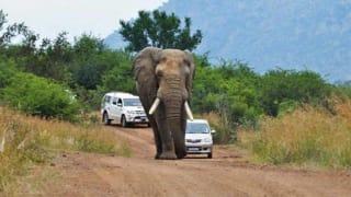 Elephant road rage