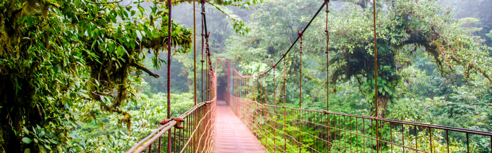 Pont suspendu dans une forêt tropicale.
