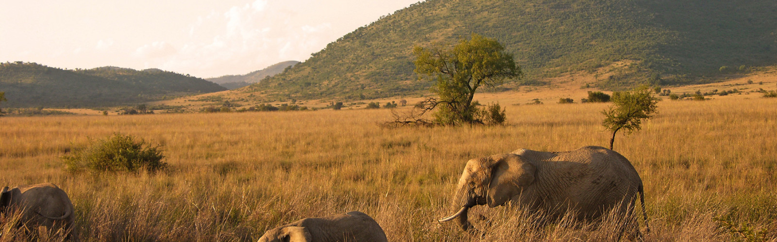 Éléphants d’Afrique marchant dans la savane.