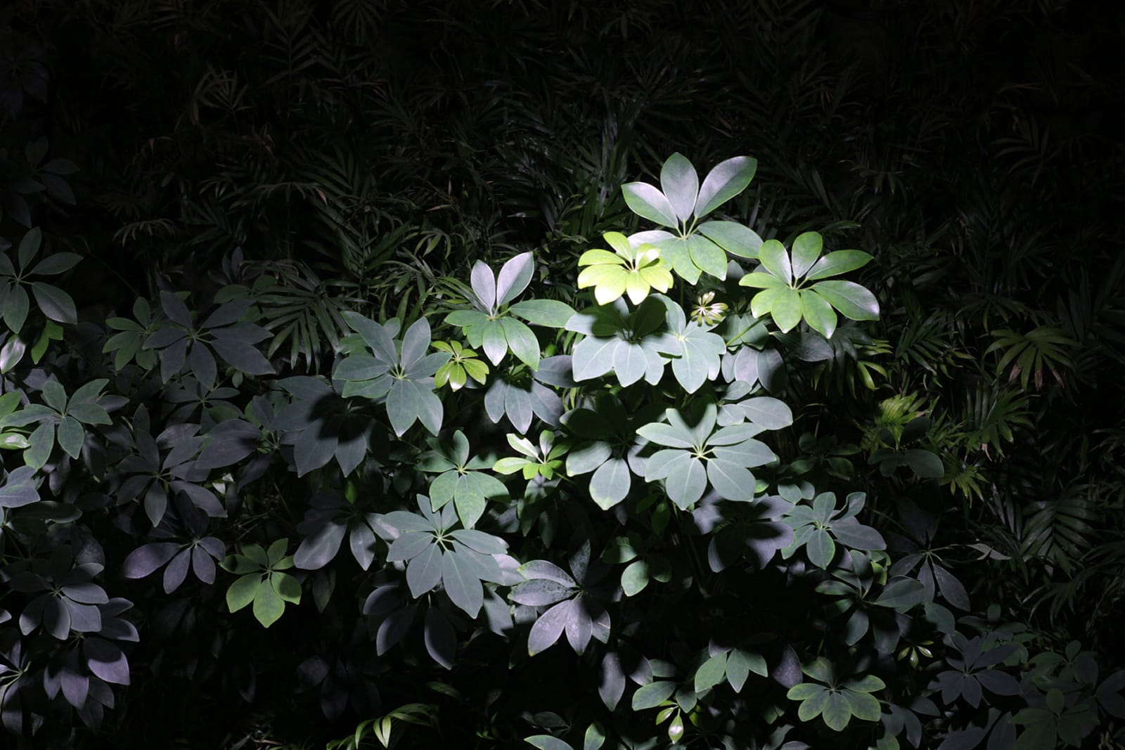 CHINE - charlotte el moussaed