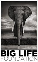 Logo for "BIG LIFE FOUNDATION USA"