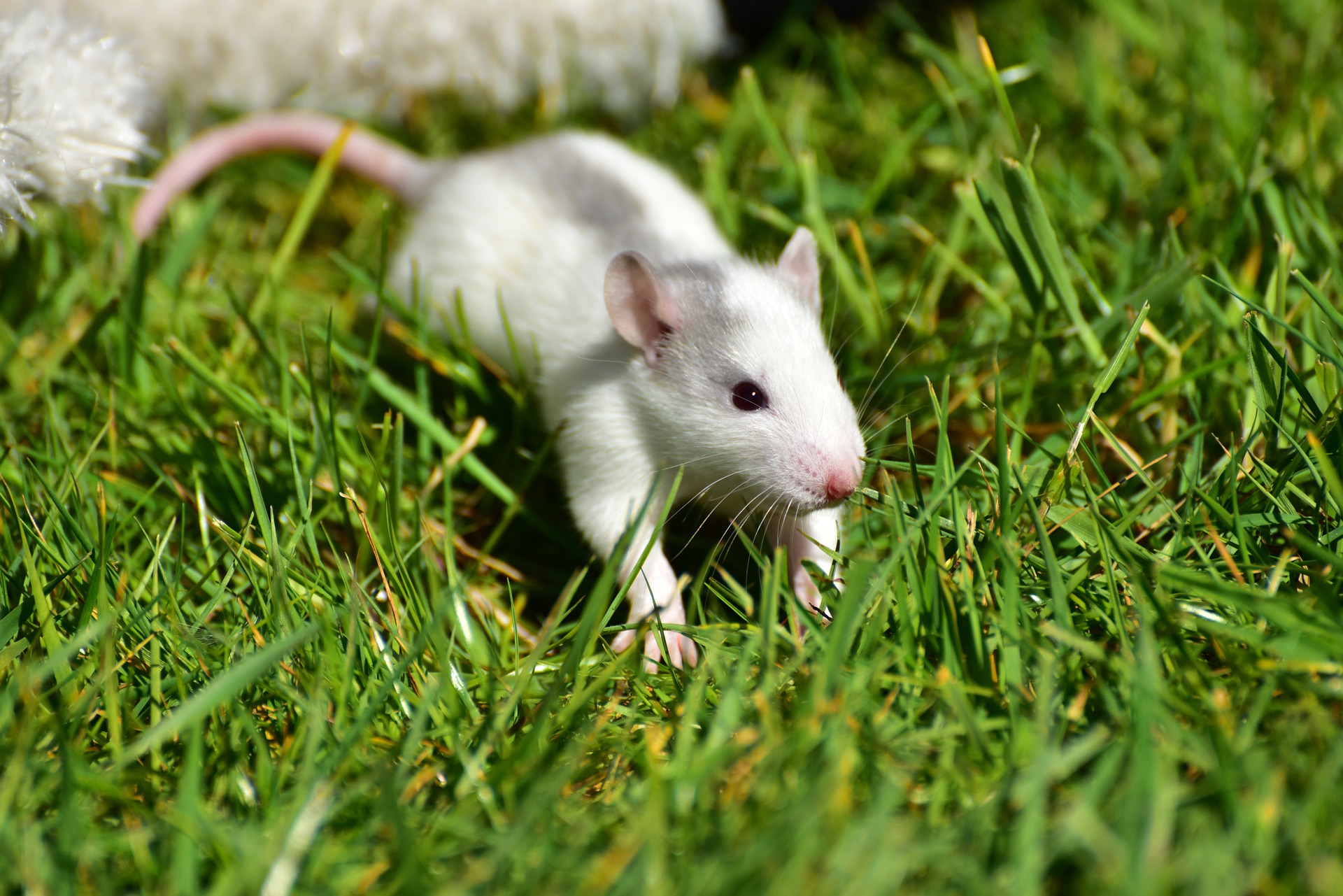 critter name