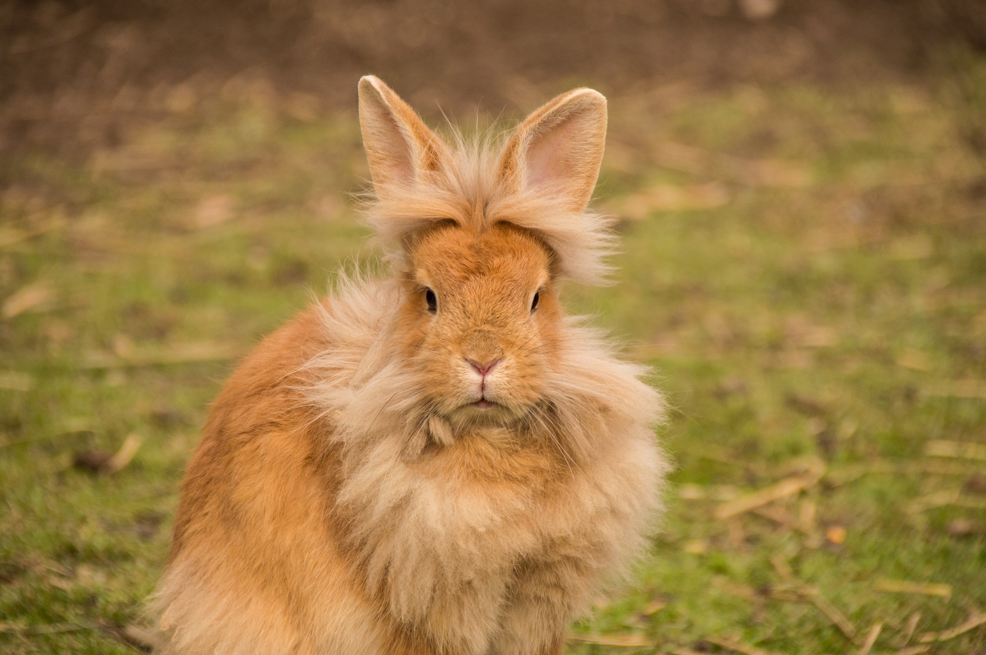 critter name