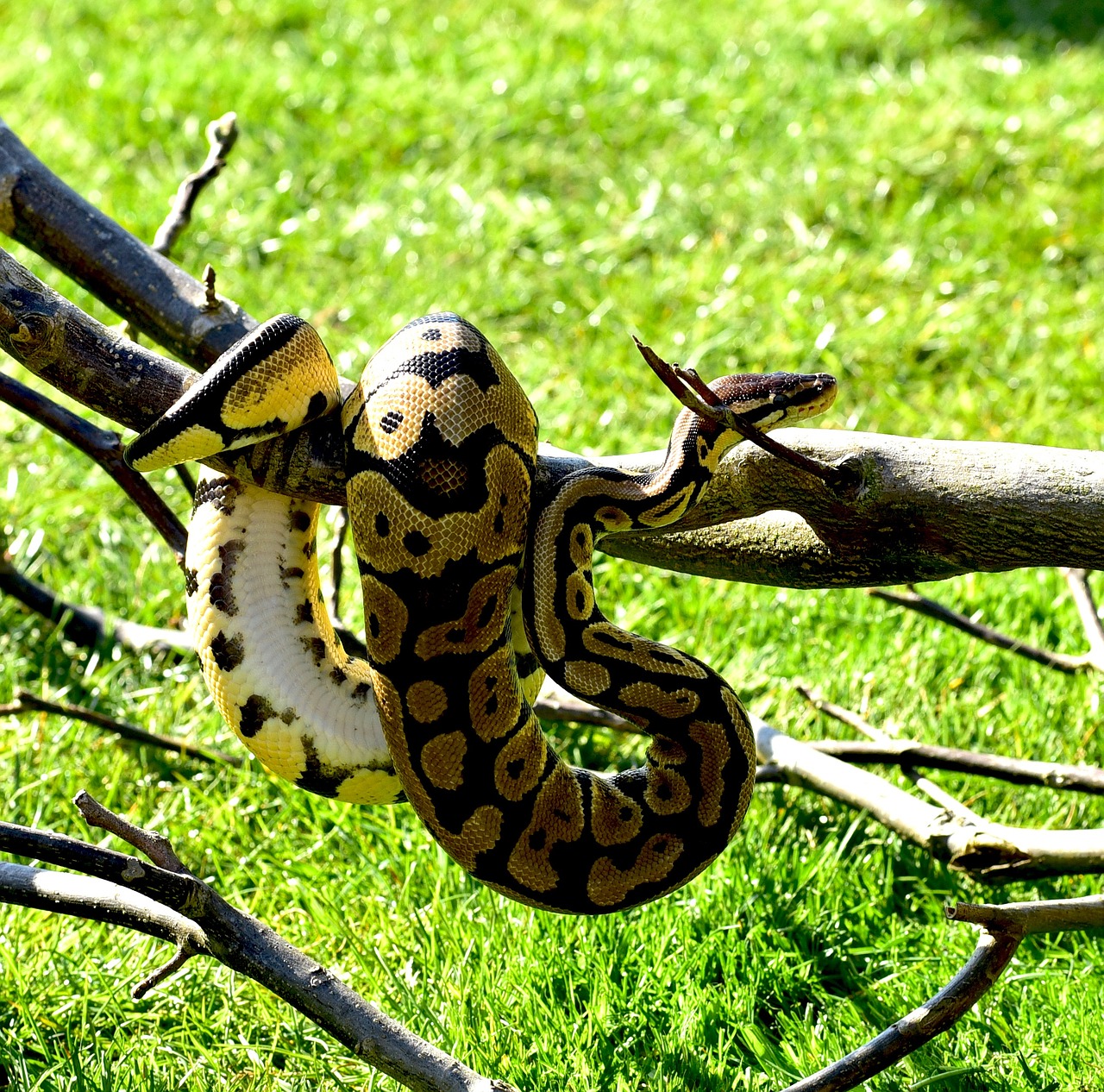 critter picture