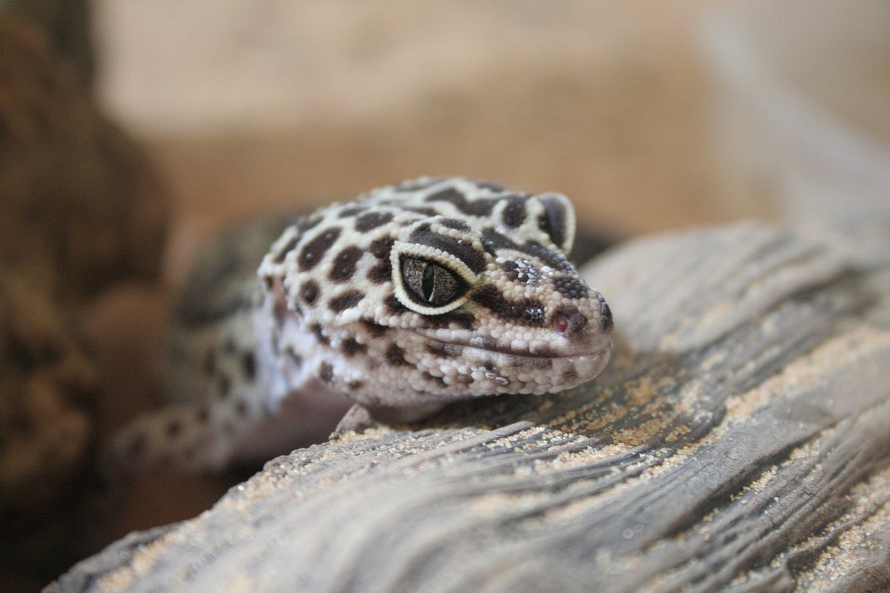 critter picture