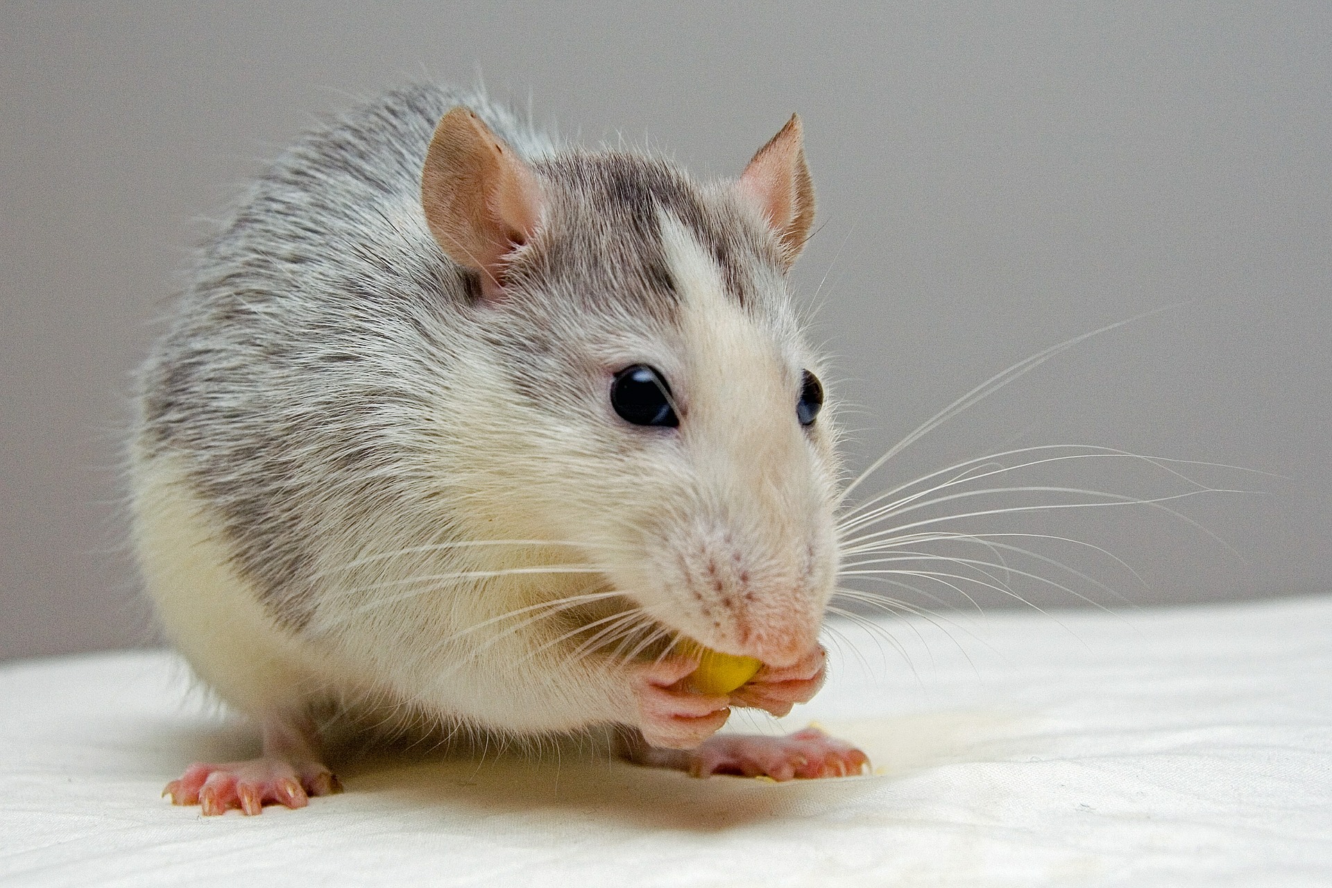 critter picture