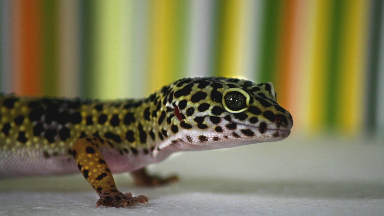 critter picture