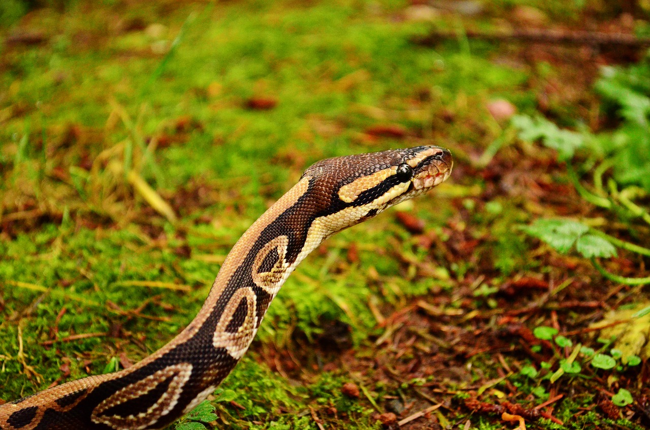 critter picture