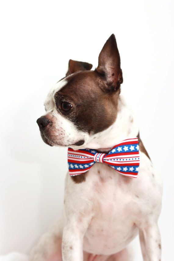 pet bow ties - stars and stripes
